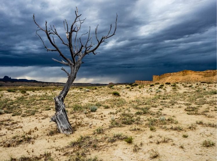 Tree in desert