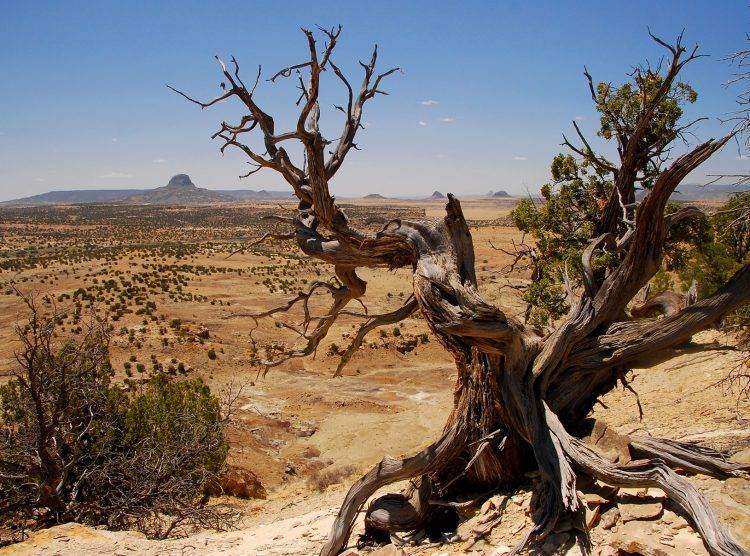 Desert scenery